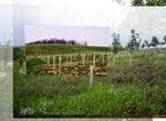 Greenwood Reforestation: Center Image - At Planting Spring 2005, Perimeter Image - Summer, 2008